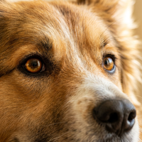Read your dog ›
